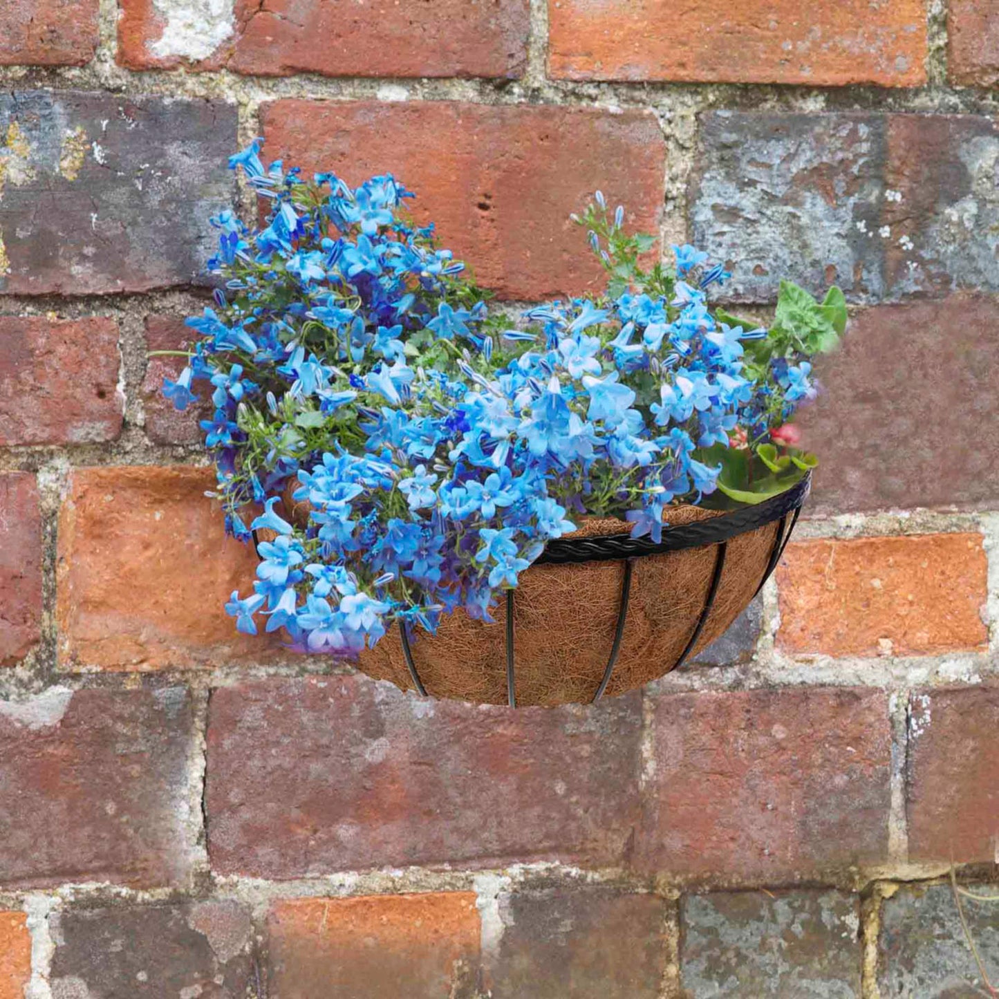 Saxon Wall Manger ⸱ kvetináč na stenu