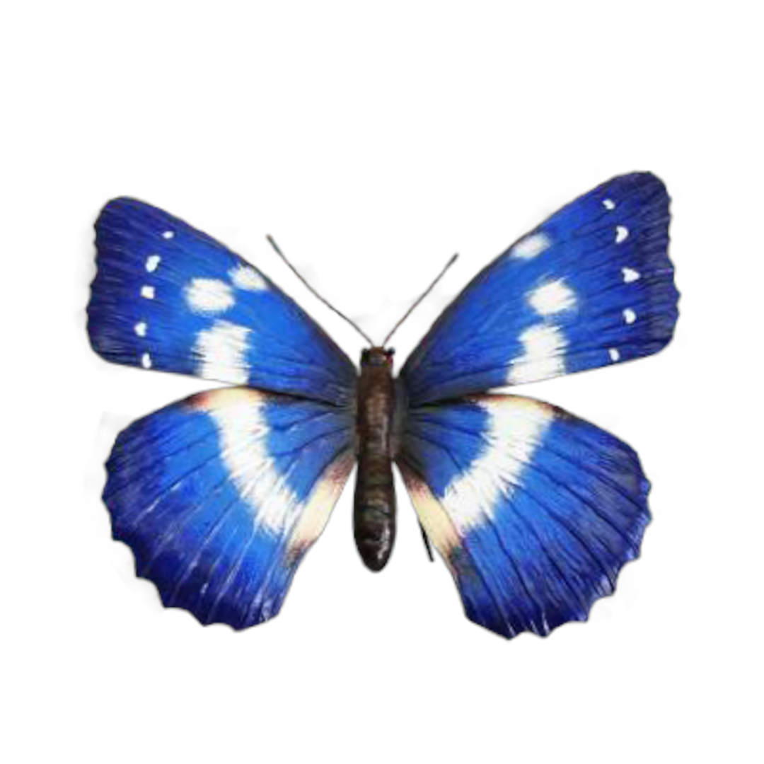 3D Butterfly Blue ⸱ kovový modrý motýľ